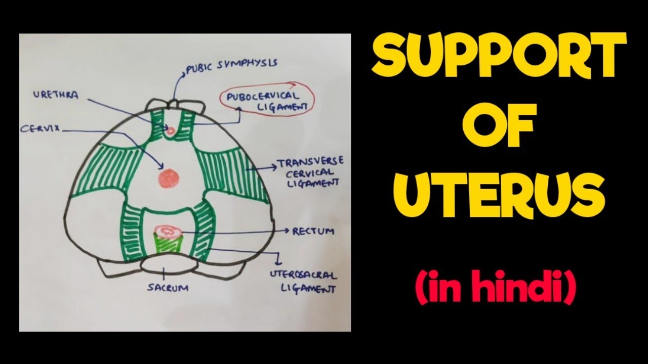 Uterus - 5 | Support of Uterus | Abdomen