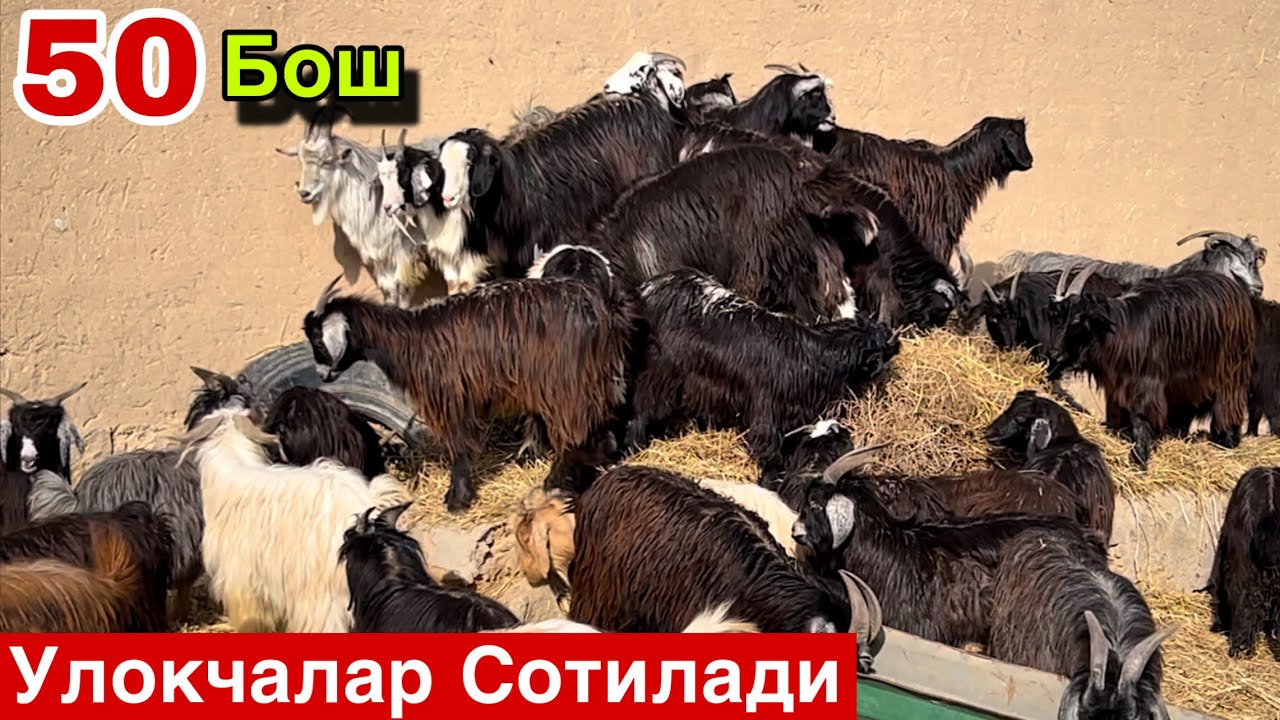 Улокчалар Сотилади! ☎️+998 97 3833573 ☎️+998 97 389 2859