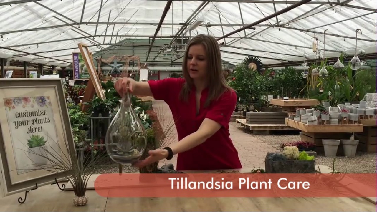 Taking Care of Your Tillandsia Air Plant | Colasanti's