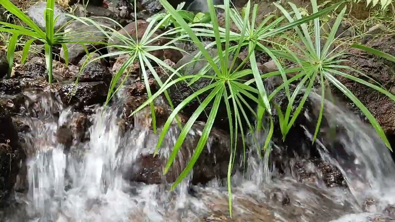 Natural Fast River Water Sounds | Relaxing Nature Ambience