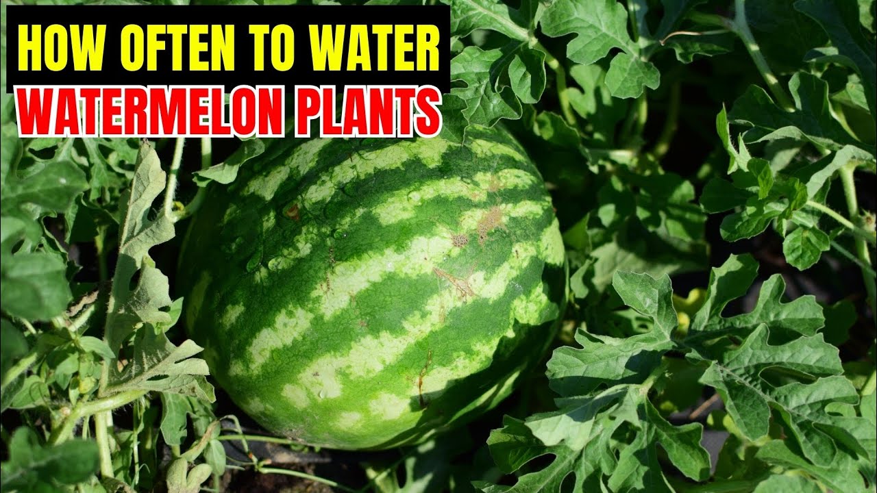 How Often to Water Watermelon Plants for a Juicy, Sweet Harvest