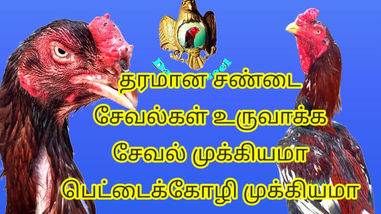 எந்த மாதிரி சண்டை கோழியை பிரீடிங் செய்தால் விடைகள் தரமாக இருக்கும்
