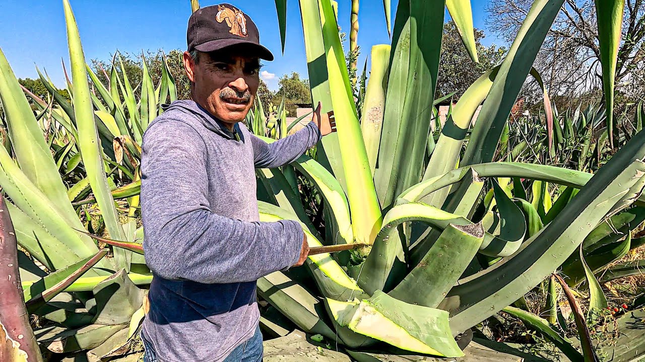 Así se TRUENA Un MAGUEY Para AGUAMIEL - Maguey Pulquero