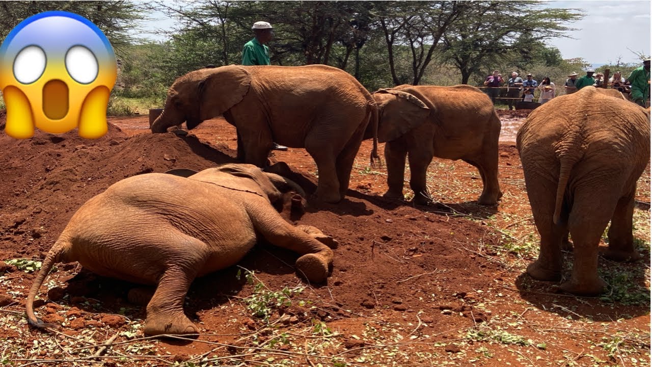 I Visited The Sheldrick Wildlife Trust And This Happened