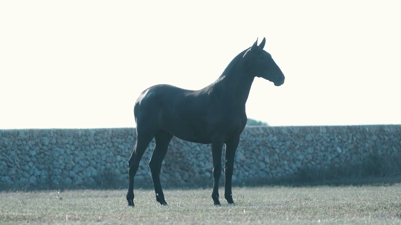 CABALLO MENORQUÍN - Ganadería Al Parico