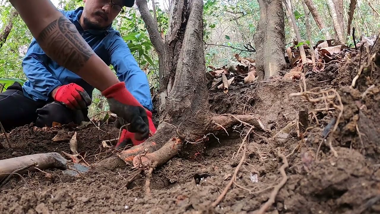 Bonsai Hunting || Collecting trees