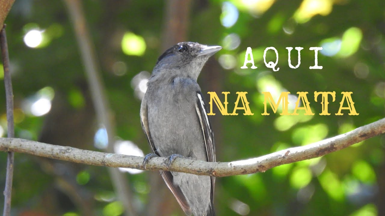 Registrei o caneleiro-preto (Pachyramphus polychopterus)