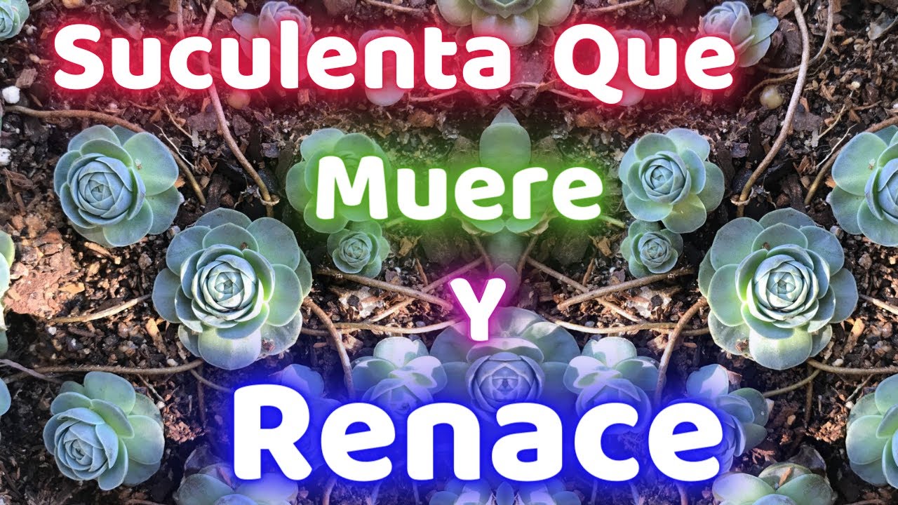 Esta Suculenta Muere Pero Renace Con Mucha Fuerza Orostachys Boehmeri
