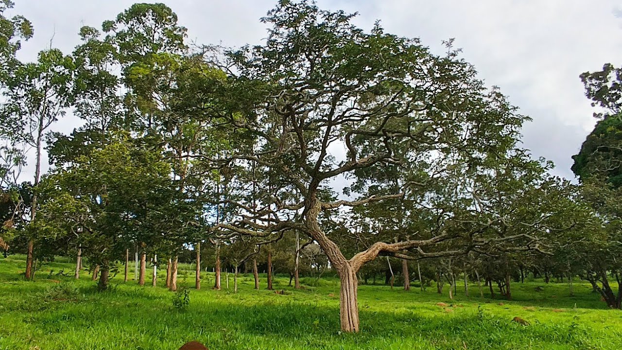 PORQUE O GADO NÃO GOSTA DE CAPIM DA SOMBRA?#pecuarialucrativa#fazenda 