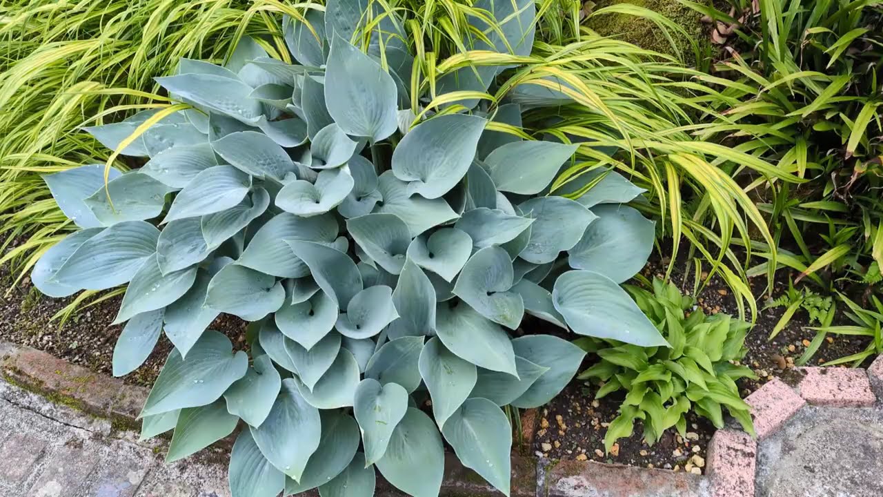 Garden Letter Vlog ２