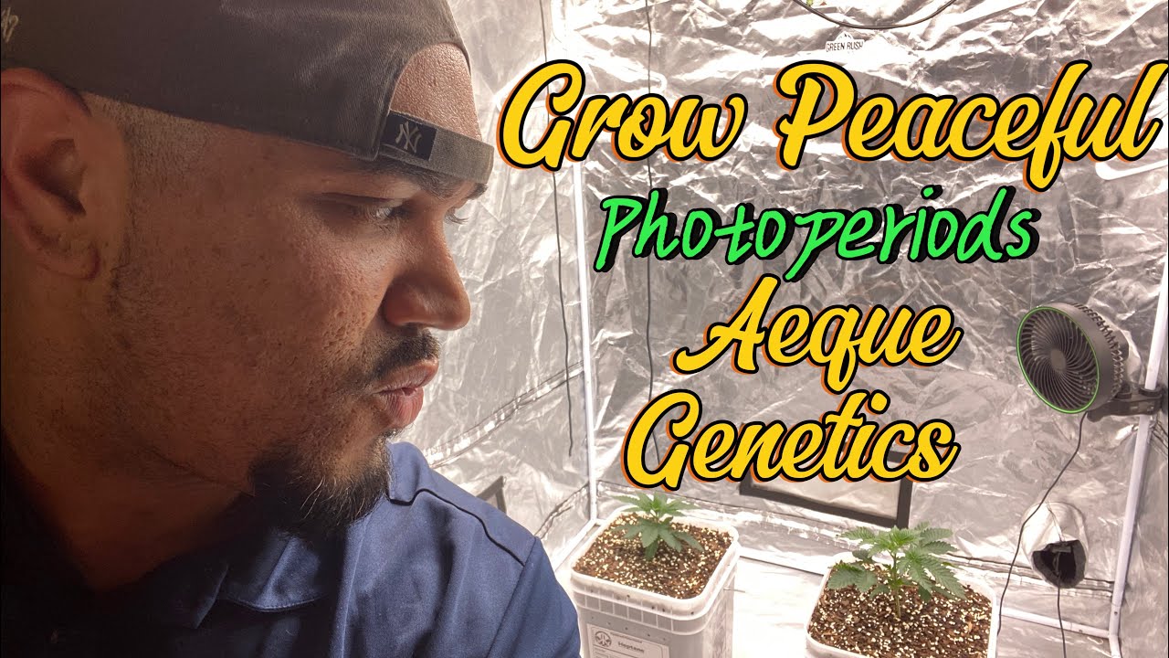 Grow Peaceful Photoperiod Tester Buckets - Heptane & Pave Truffles By Aeque Genetics Day 1-18