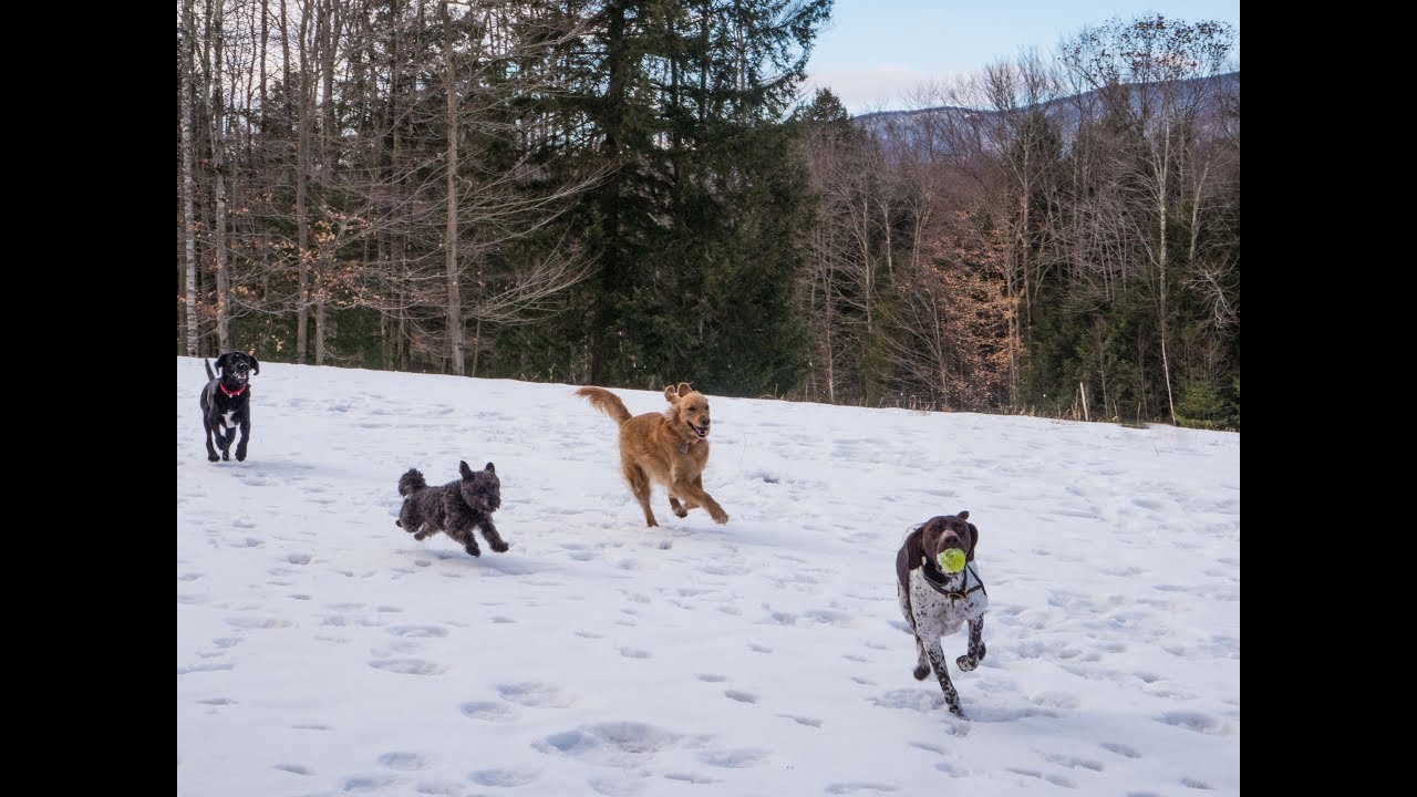 ORVIS Presents: Working Dogs
