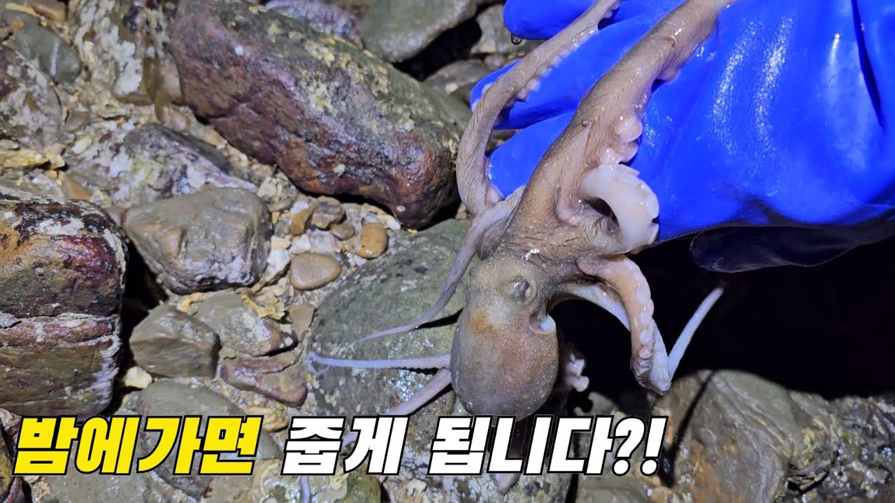 이것만 알면 밤해루질로 줍게되는 두가지?! / Ifyou know it two things you catchIn the sea?