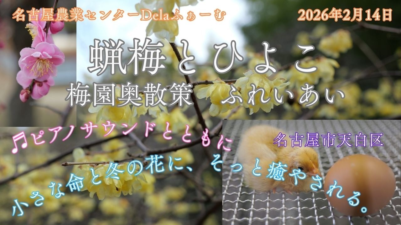 【風景と自然】名古屋市農業センター 蝋梅とひよこ2026年2月14日　Interaction with Robai and ChicksNagoya City Agricultural