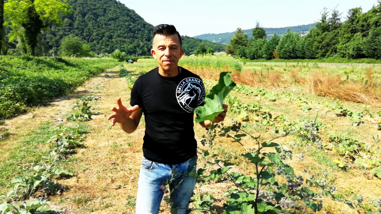 Bardana biologica Dalla Grana Officinalis