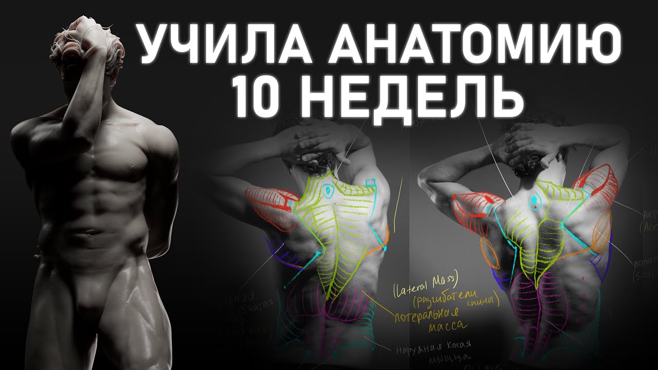 Анатомия для художников. Курс Скотта Иттена