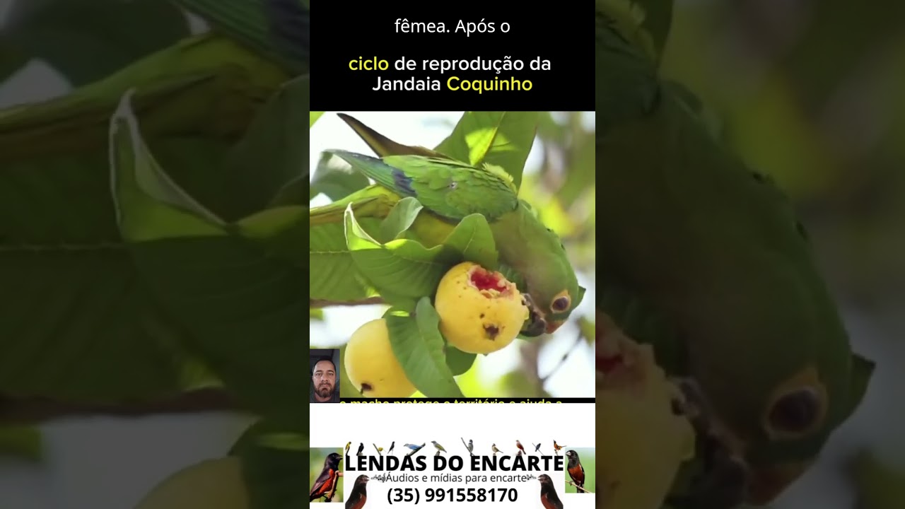 Jandaia coquinho  #lendasdoencarte #aves #passarinho #brasil #brasil #fauna #casal #amor #lindo