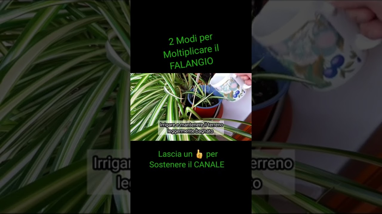 Falangio