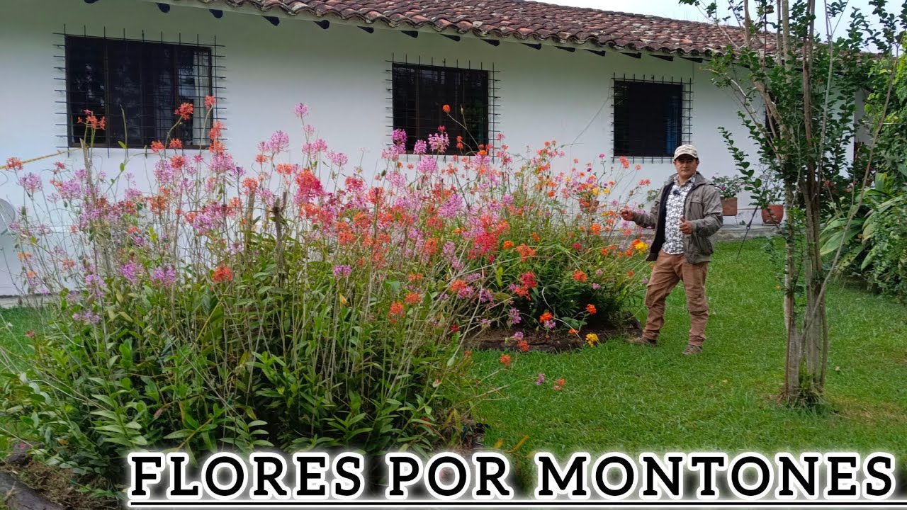 Acompañame a este recorrido con increíbles orquídeas/Ginebra Valle / Colombia.