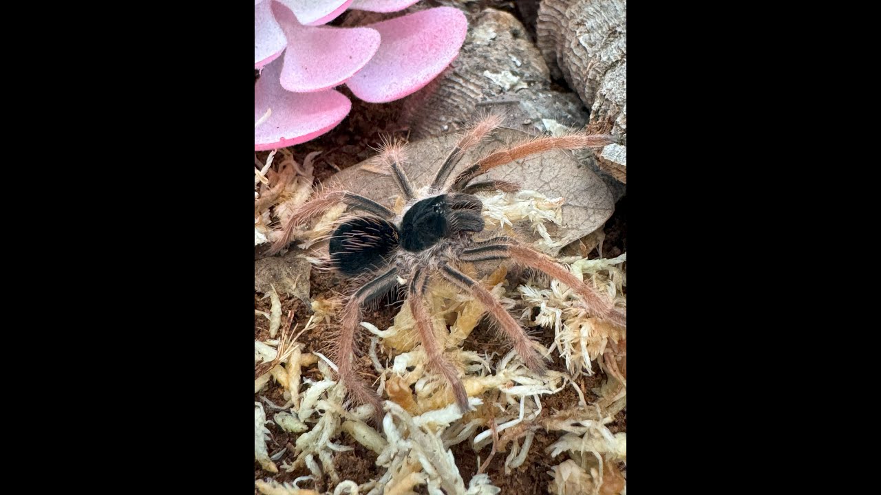 Unboxing huge order from Fear Not Tarantulas (and rehousing)!! 19 tarantulas, 1 velvet spider!