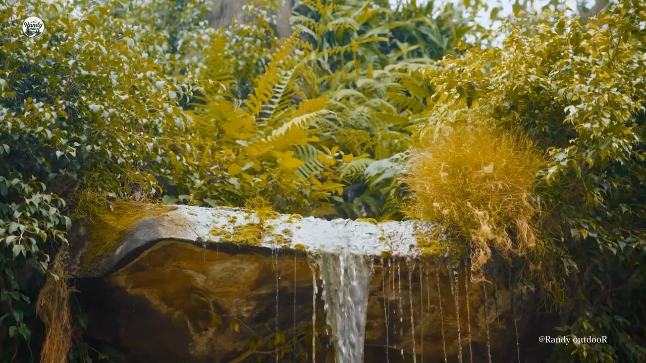 8k Relaxing Water sounds in forest singing birds  of Nature 6hrs relaxing outdoor