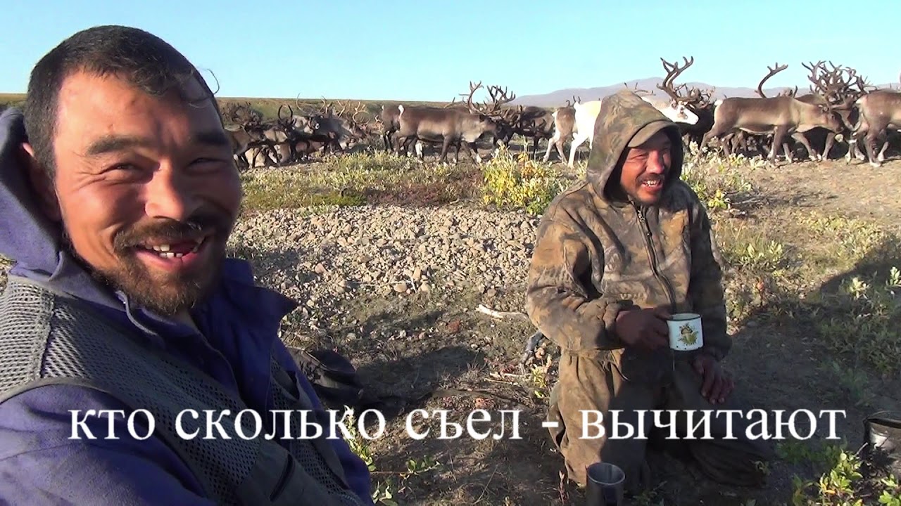 Одна через Чукотку. Часть 14. По Ионивеему. В мире оленеводов, оленей и медведей. Alone through...