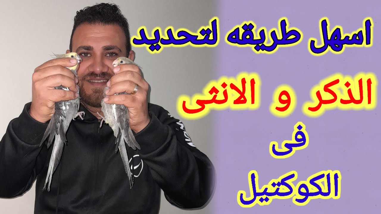تحديد ذكر وانثى كوكتيل حبشى_رمادي للمبتدئين 👌