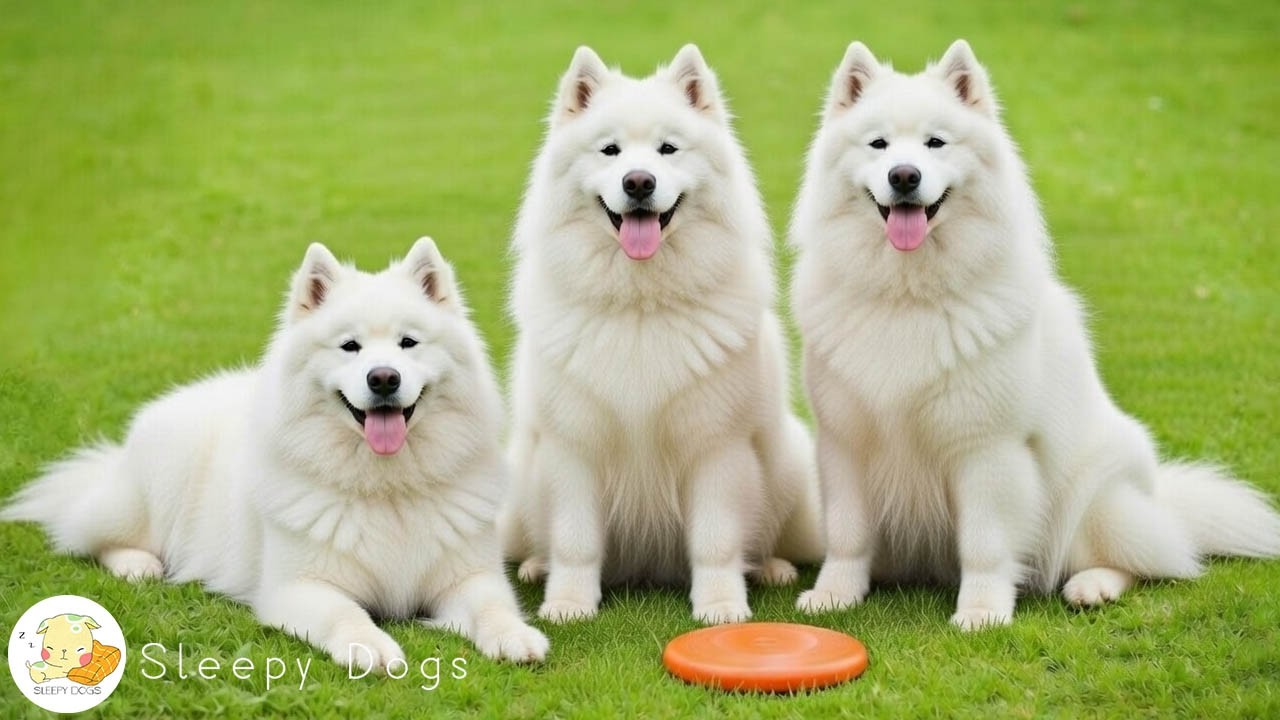 DOG TV: Video Anti-Anxiety Dogs with Soothing Music for Dogs When Home Alone All-Day - Music for Dog
