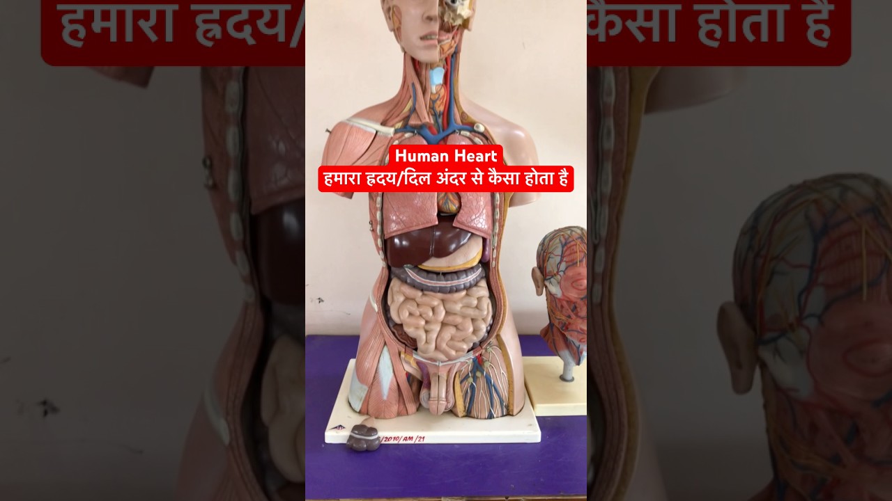 Human Heart । इंसान का दिल / हृदय अंदर से कैसा होता है #shorts #viralshorts