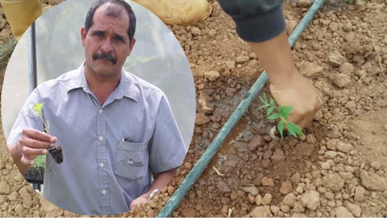 El trasplante del tomate, inicio del cultivo
