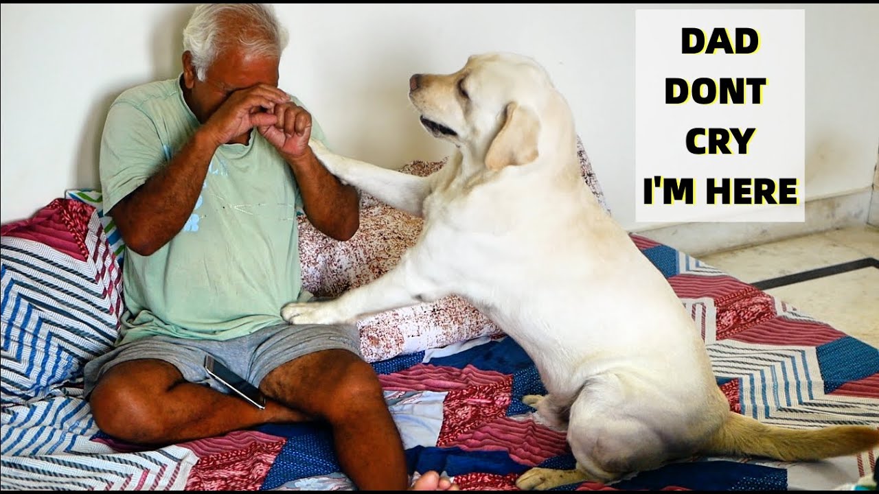 When Dad Cry In Front Of Labrador Dog Max, What Will He Do?