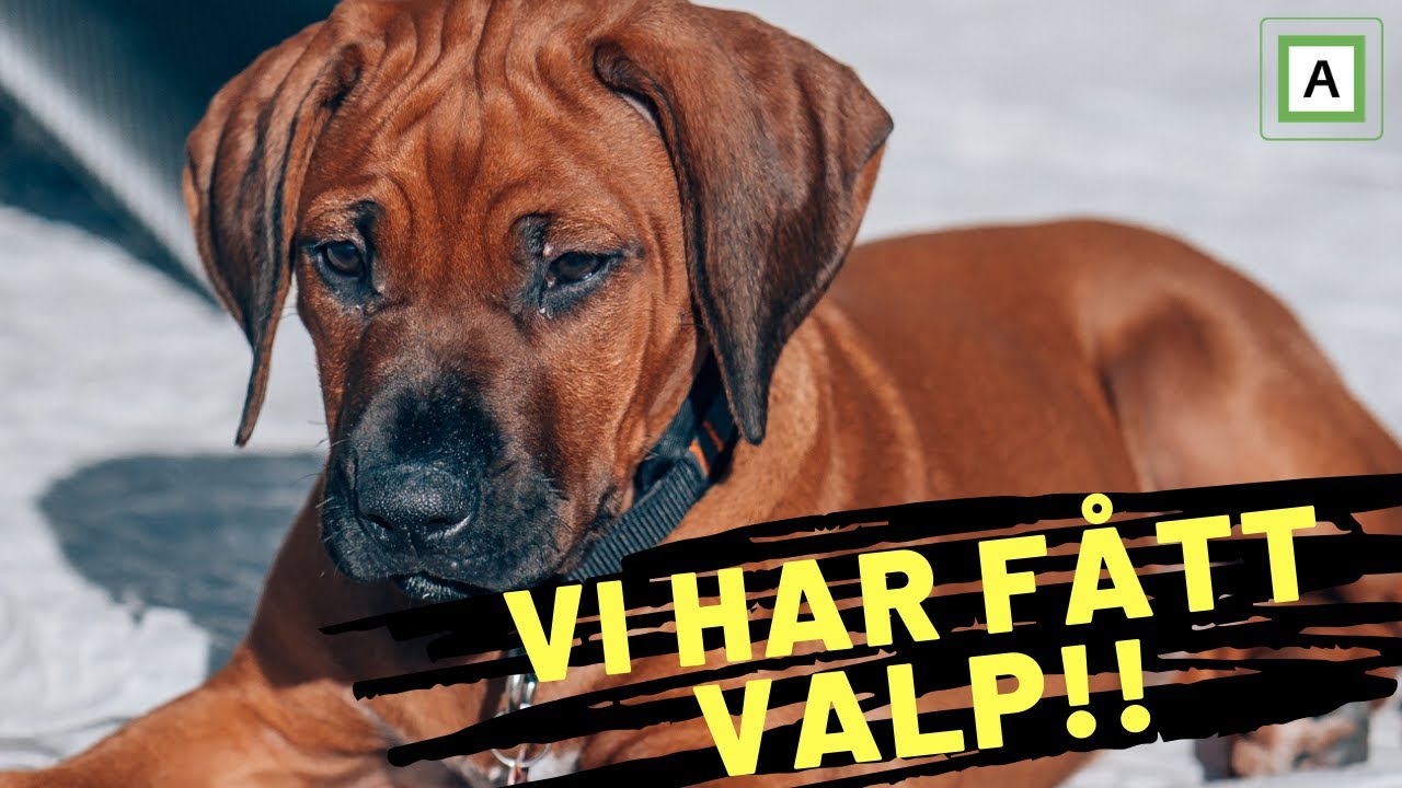 FØRSTE UKA MED VALP I HUS!