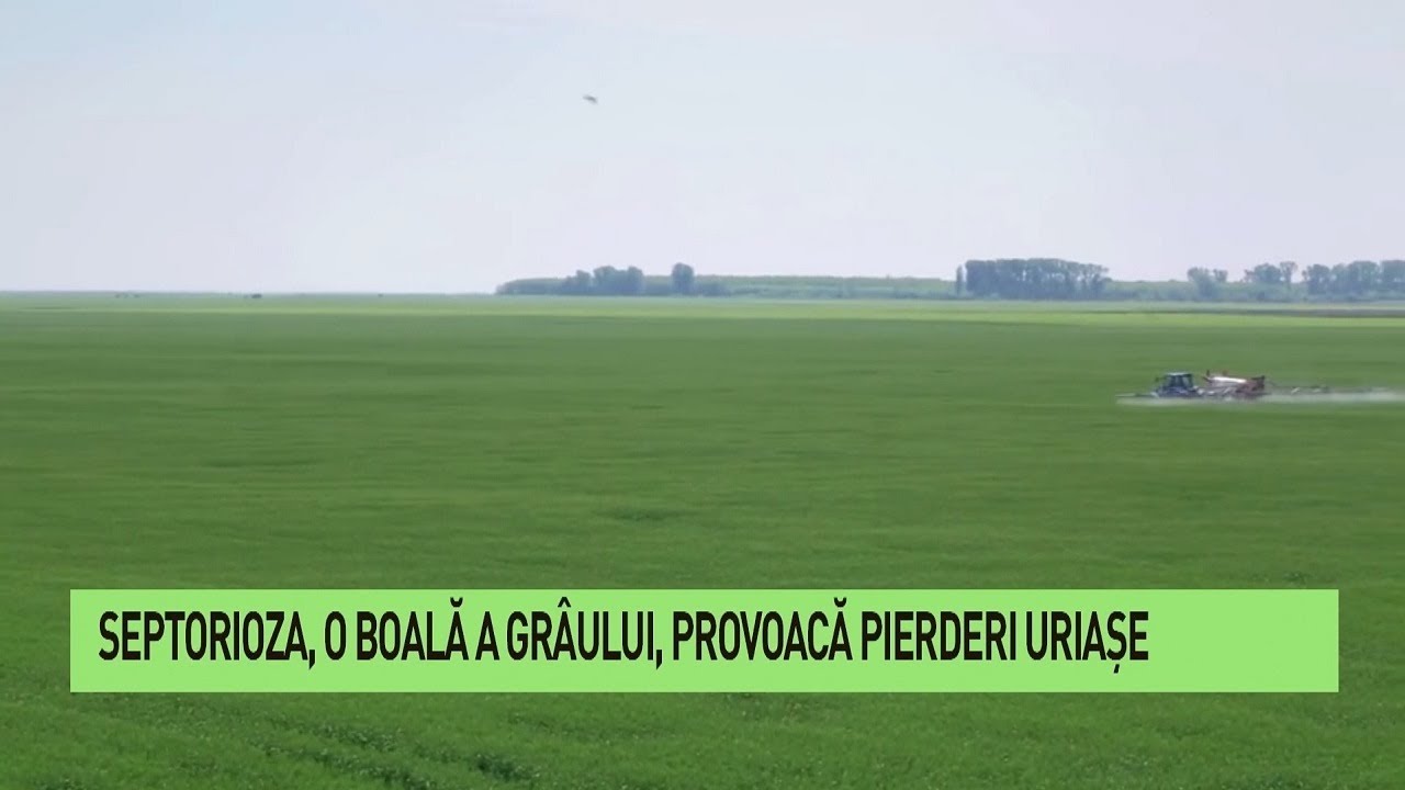 Combaterea septoriozei la cereale