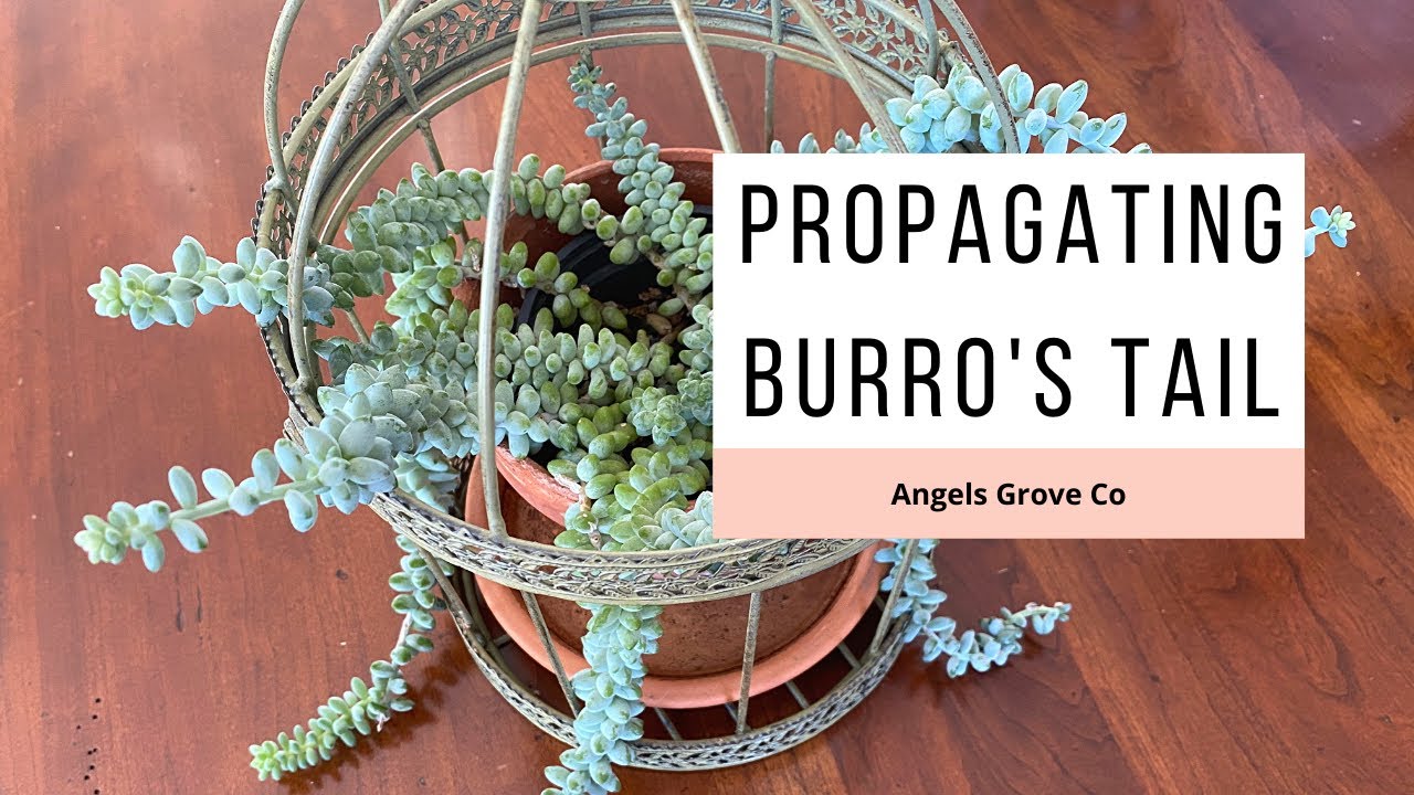 How to Propagate Burro's Tail Succulent // Angels Grove Co