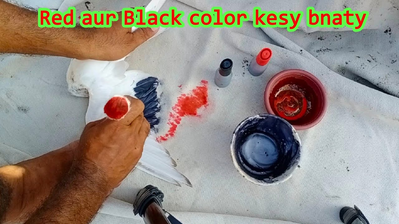 how to make color for pigeons | how to paint pigeon | black  and red color | pigeons lovers
