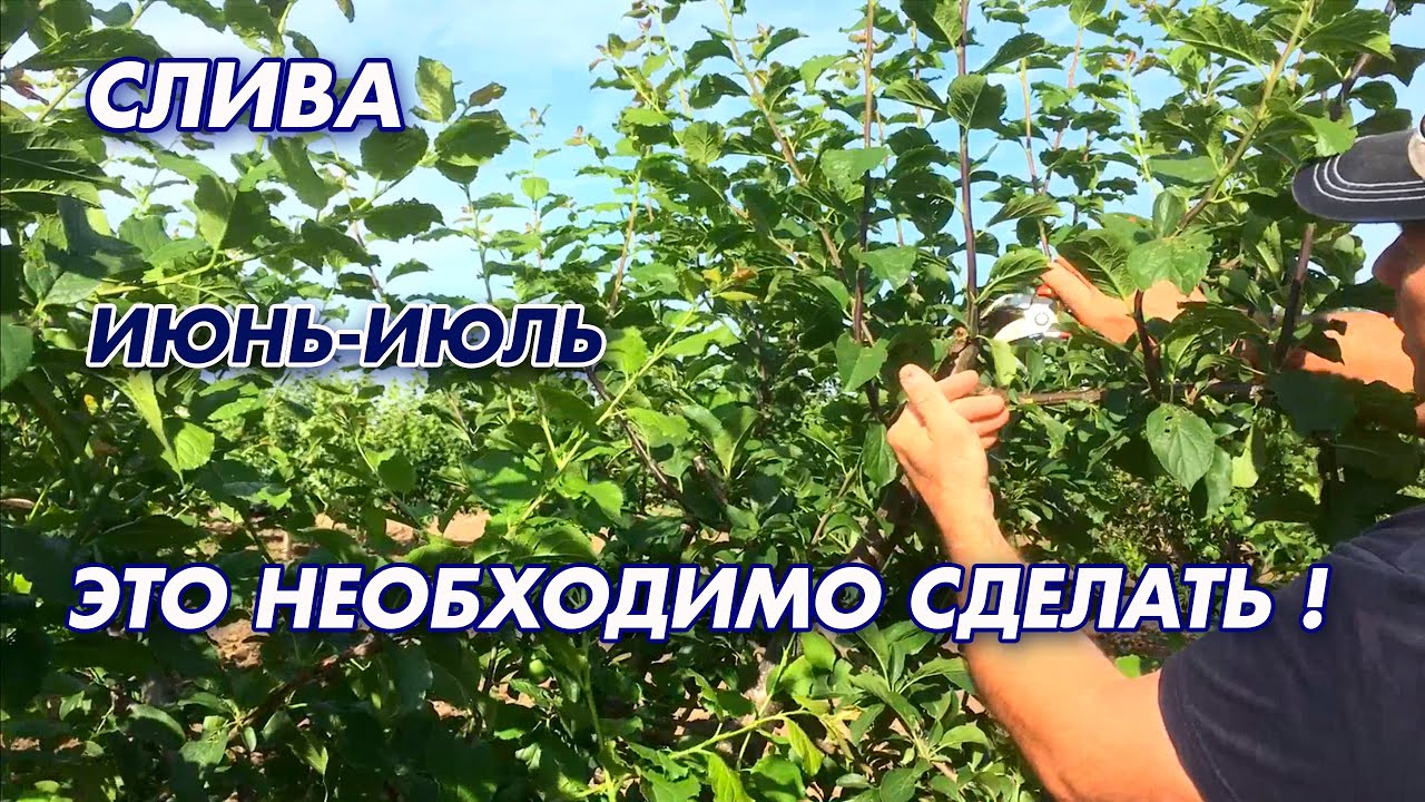 СЛИВА/ОБЯЗАТЕЛЬНЫЕ РАБОТЫ В САДУ !!!