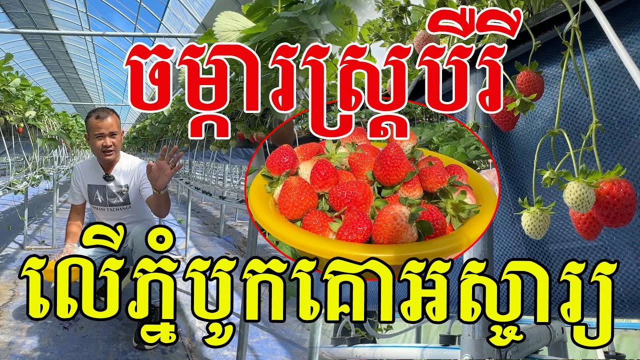 ចម្ការ Strawberry នៅភ្នំបូកគោ ផ្លែធំៗល្អណាស់