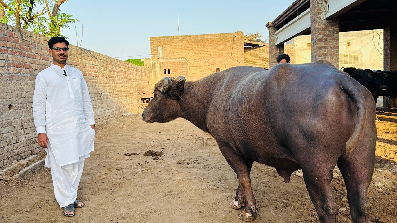 Beautiful Nili Buffalo Bull || Ghurki Dairy Farm || Buffalo Farming In Pakistan 