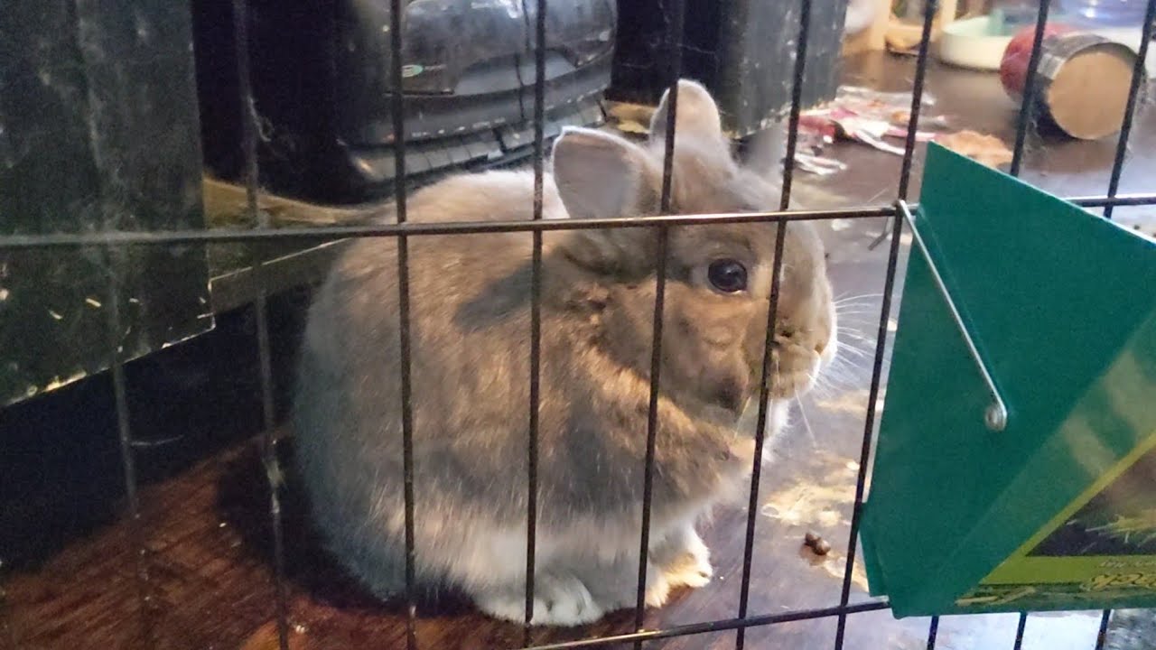 Alfie's New Castle, featuring Jeffrey Basils and Louie-Too