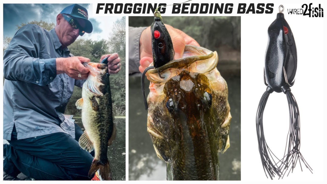 Frog Fishing for Bedding Bass | Tactics and Gear