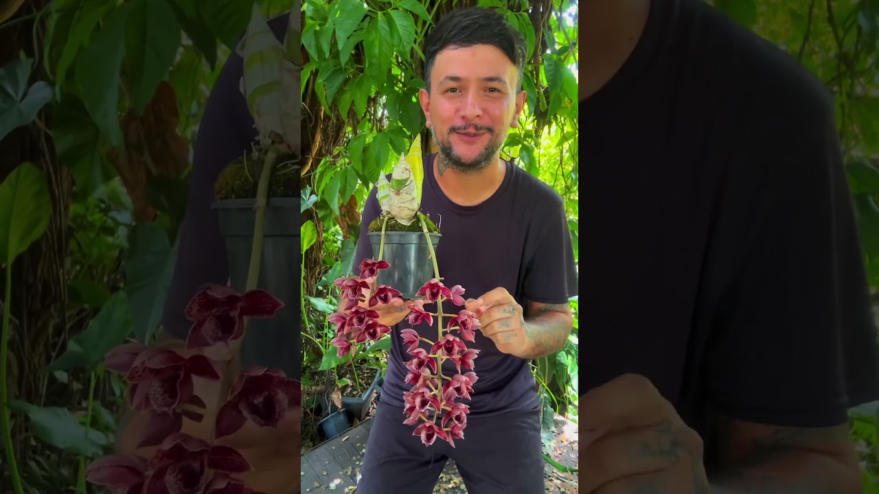 FREDCLARKEARA BRESCANSIN #orquidario #orquideas #catasetum #orquideaslindas #plantas