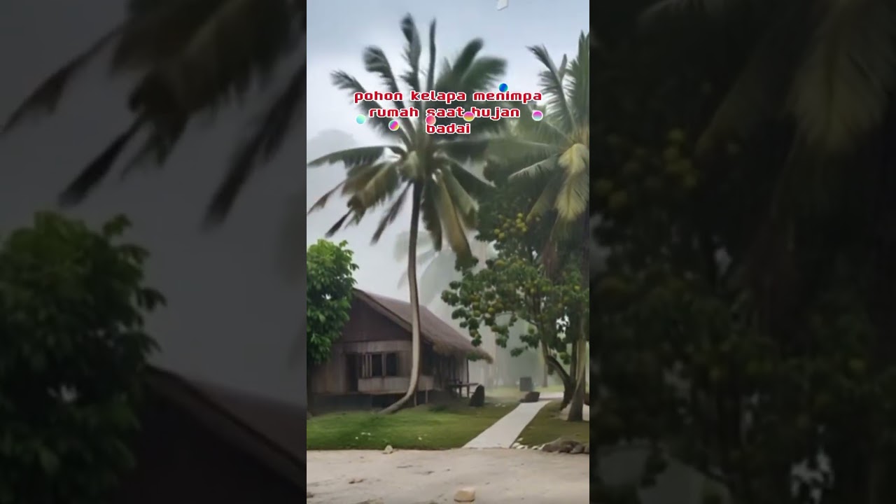 akibat hujan dan badai pohon kelapa tumbang menimpa rumah 