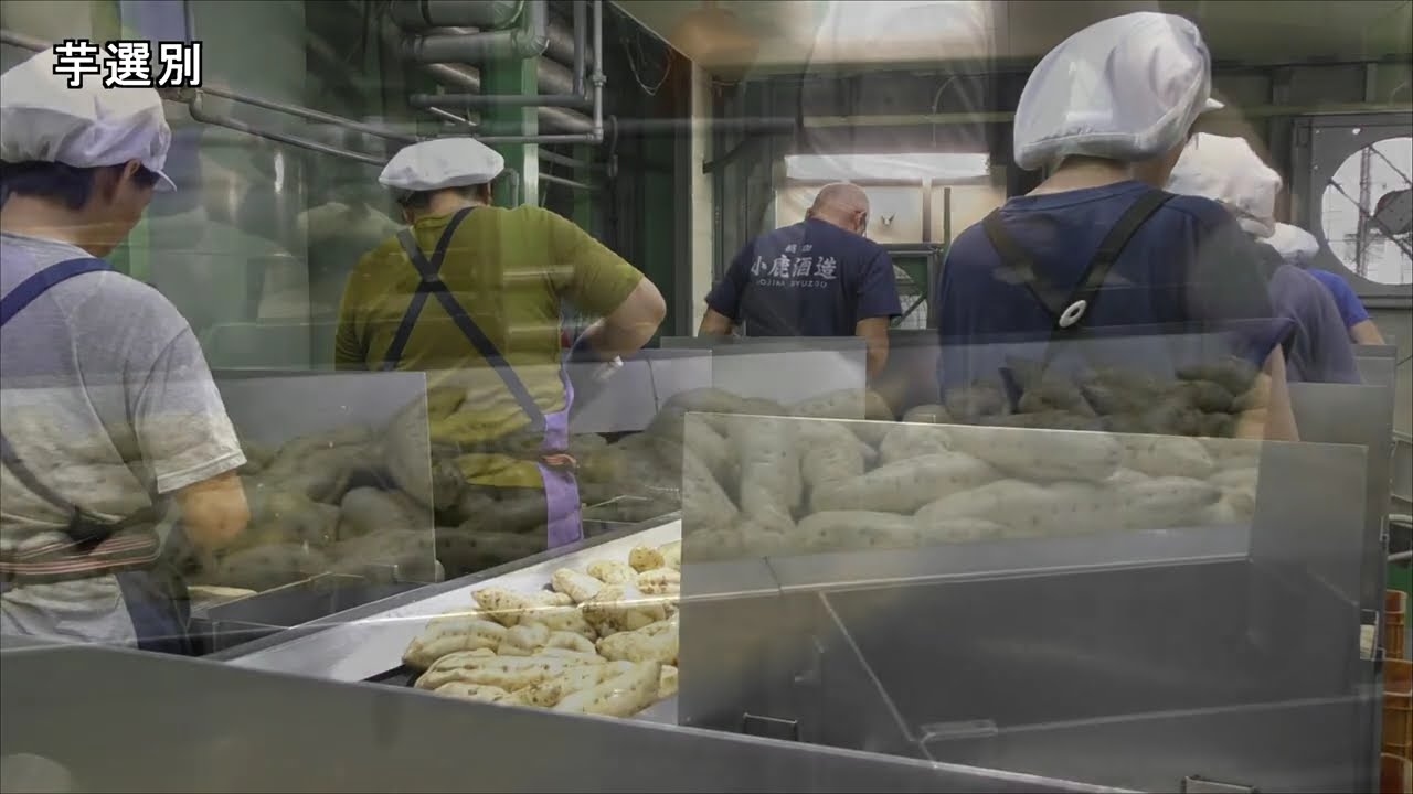 【小鹿酒造】芋焼酎製造の流れ〈さつまいも育苗～蒸留まで（製麹・一次仕込みは除く）〉