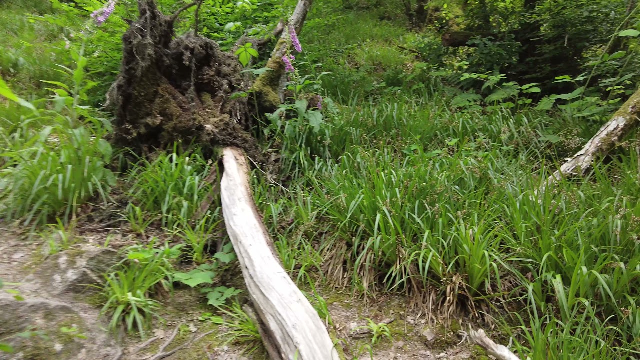 #74 Forest of Avallon in France - Virtual Walking Tour  |