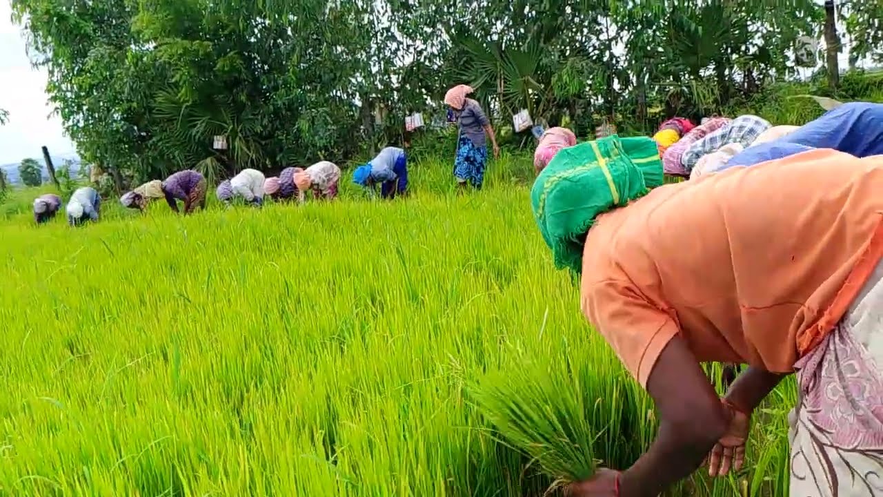 వాజేడులో వరి నాటుకు వేస్తున్న దృశ్యం|| village life paddy farming videos Indian village videos ||