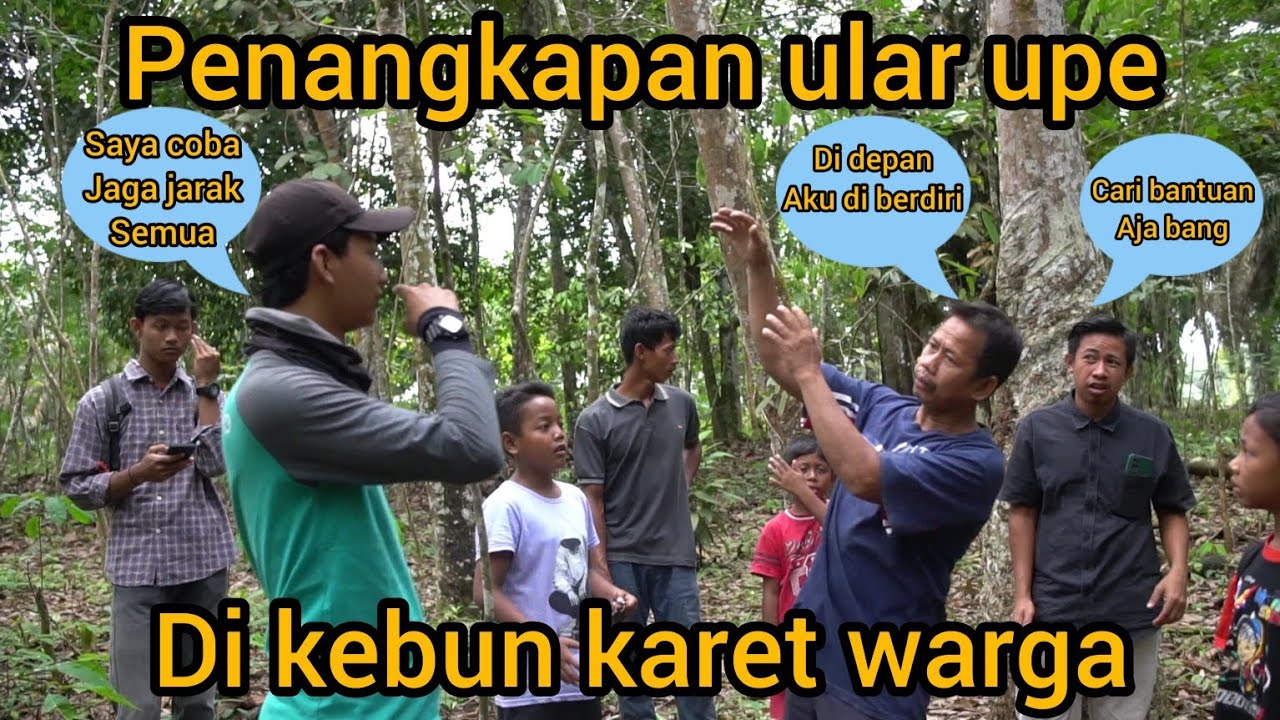 DETIK-DETIK MENEGANGK4N PENANGKAPAN MENGERIK4N ULAR KING COBRA BESAR DI KEBUN KARET