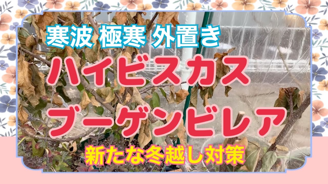 🌹2022年1月17日【ハイビスカス ブーゲンビレア 】新たな冬越し対策をしました⭐️