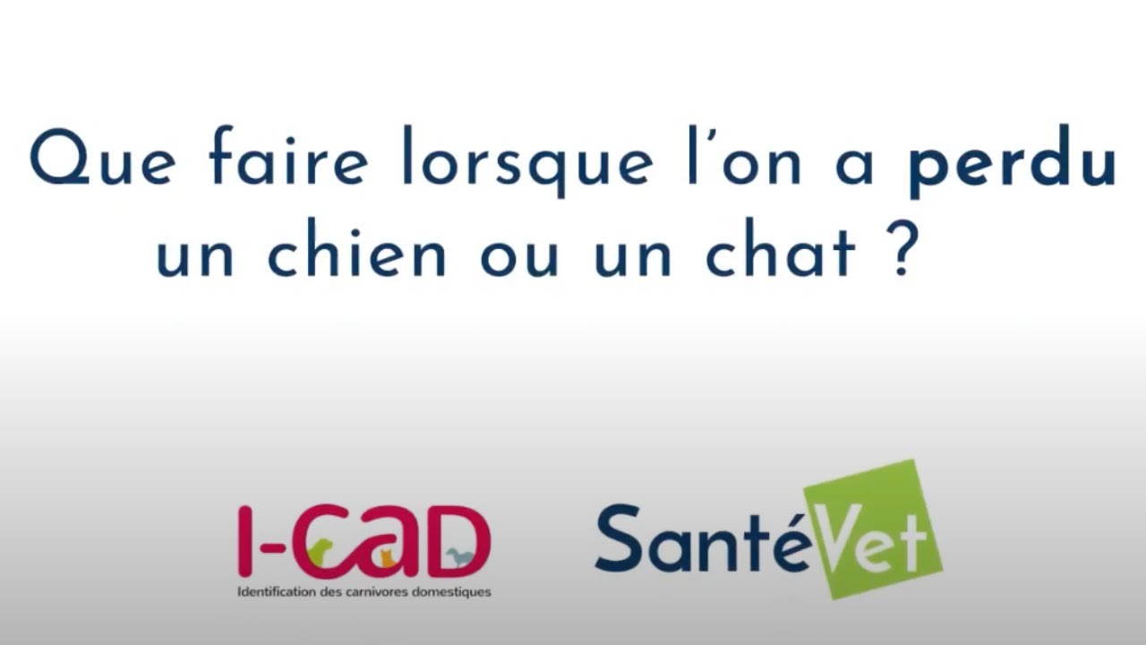 I-CAD / Que faire lorsque l'on a perdu un animal, chien ou chat ?