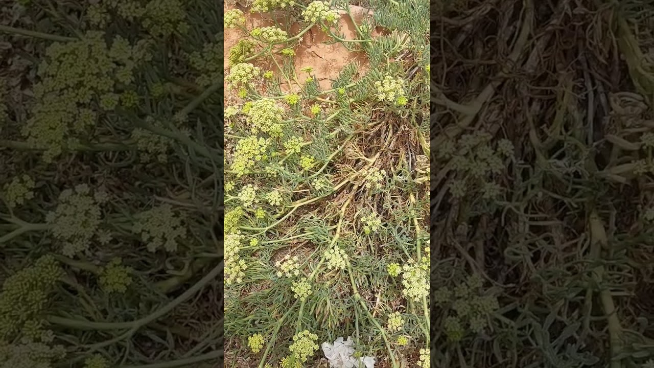 Удивительный морской критмум. Критмум морской в косметологии.
