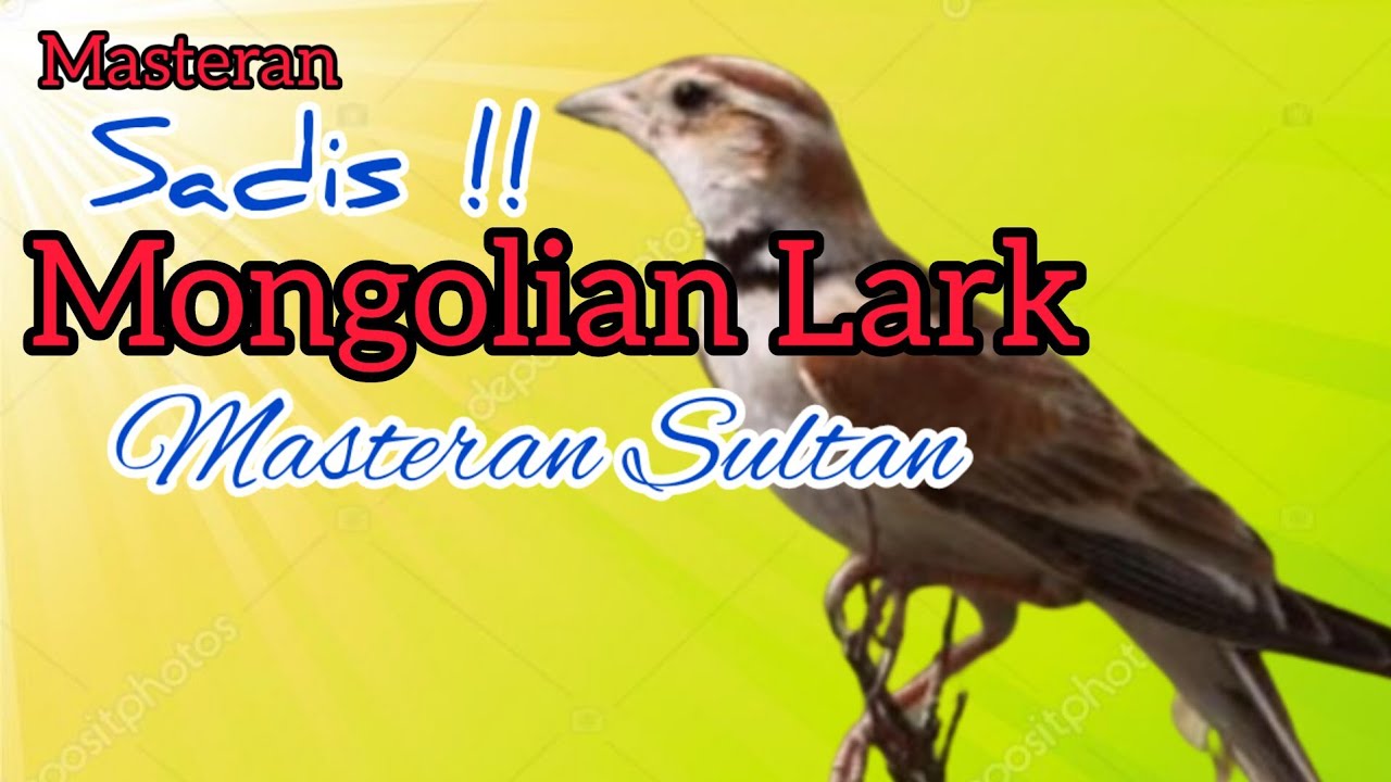 MASTERAN SULTAN MONGOLIAN LARK | TEMBAKAN KASAR